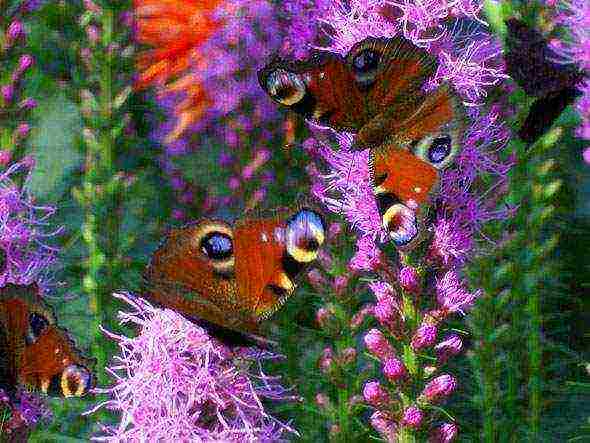 flower liatris planting and care in the open field