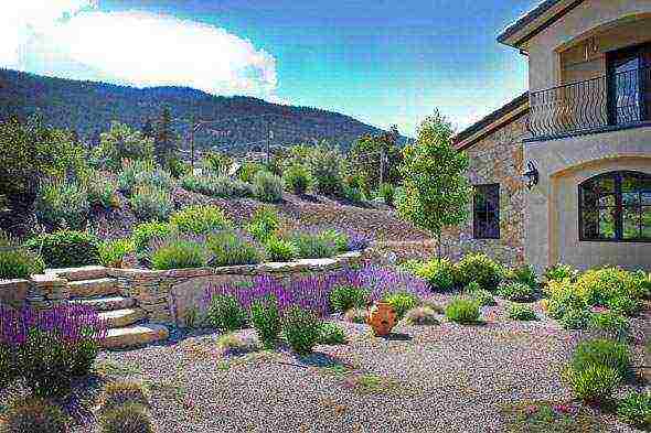 flower liatris planting and care in the open field