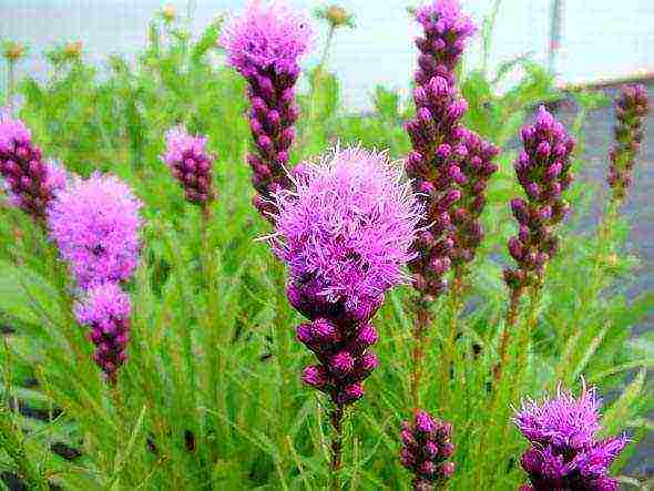 liatris ดอกไม้ปลูกและดูแลในทุ่งโล่ง