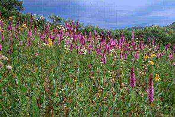 liatris ดอกไม้ปลูกและดูแลในทุ่งโล่ง