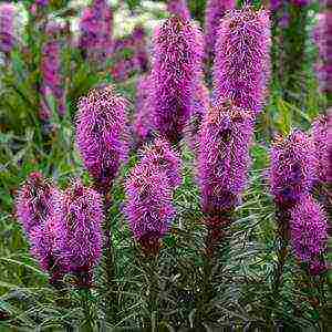 liatris ดอกไม้ปลูกและดูแลในทุ่งโล่ง