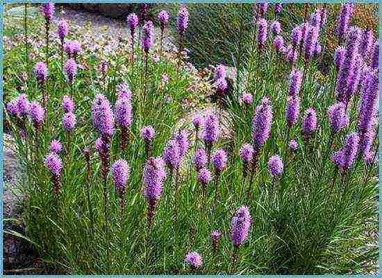 liatris ดอกไม้ปลูกและดูแลในทุ่งโล่ง