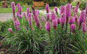 liatris ดอกไม้ปลูกและดูแลในทุ่งโล่ง