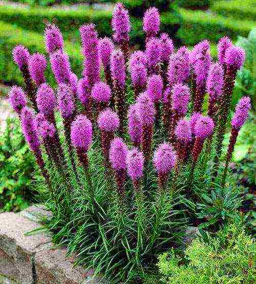 liatris ดอกไม้ปลูกและดูแลในทุ่งโล่ง