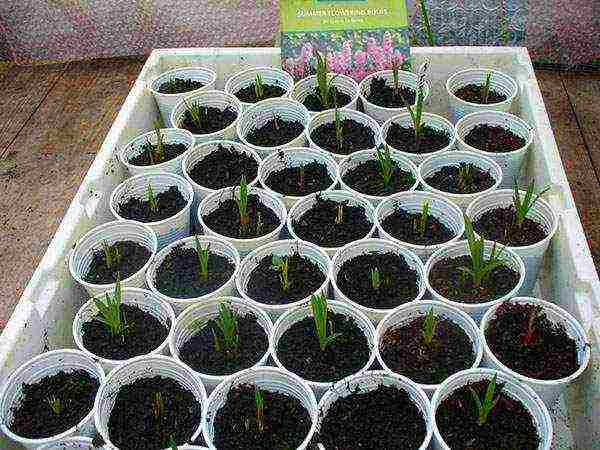 flower liatris planting and care in the open field