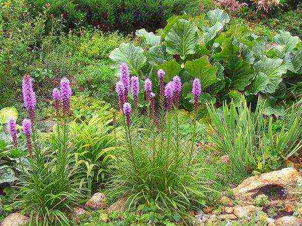 flower liatris planting and care in the open field