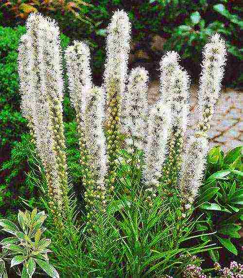 liatris ดอกไม้ปลูกและดูแลในทุ่งโล่ง