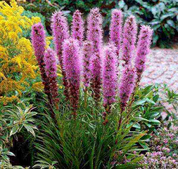 liatris ดอกไม้ปลูกและดูแลในทุ่งโล่ง