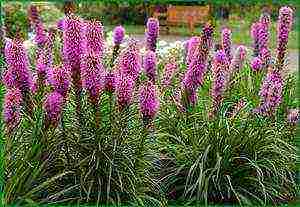 liatris ดอกไม้ปลูกและดูแลในทุ่งโล่ง