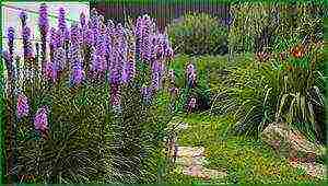 flower liatris planting and care in the open field