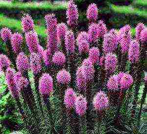 liatris ดอกไม้ปลูกและดูแลในทุ่งโล่ง