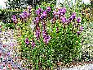 flower liatris planting and care in the open field