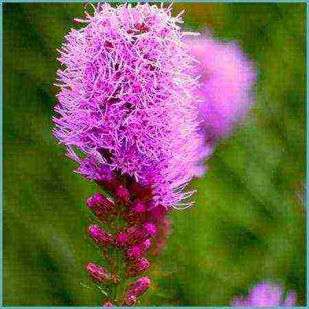 liatris ดอกไม้ปลูกและดูแลในทุ่งโล่ง