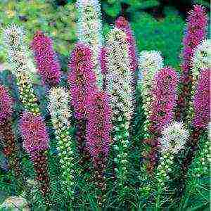 liatris ดอกไม้ปลูกและดูแลในทุ่งโล่ง