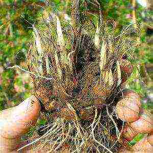 flower liatris planting and care in the open field