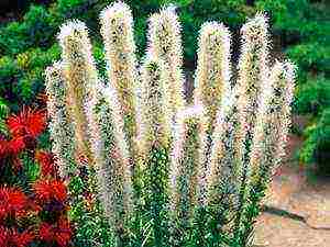 flower liatris planting and care in the open field