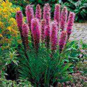 liatris ดอกไม้ปลูกและดูแลในทุ่งโล่ง