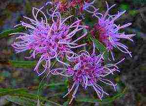 flower liatris planting and care in the open field