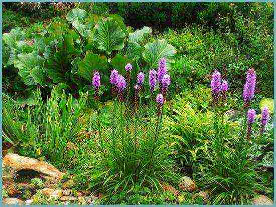 flower liatris planting and care in the open field