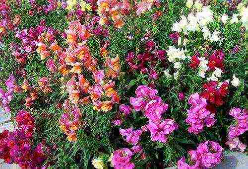 flowers for planting in June in open ground