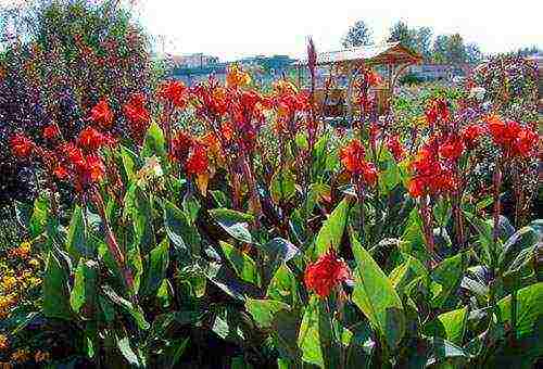 flowers for planting in June in open ground