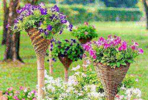 flowers for planting in June in open ground