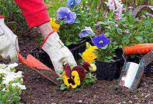 flowers for planting in June in open ground