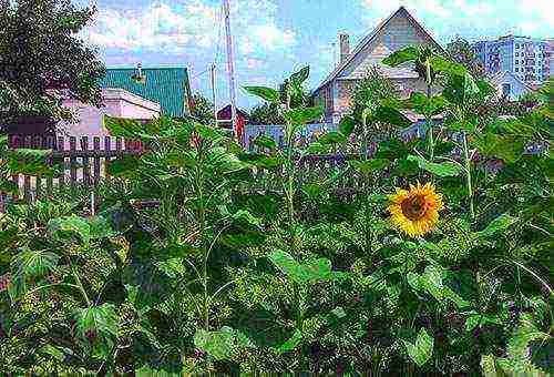 flowers for planting in June in open ground