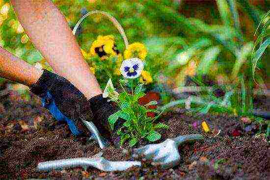 flowers for planting in June in open ground