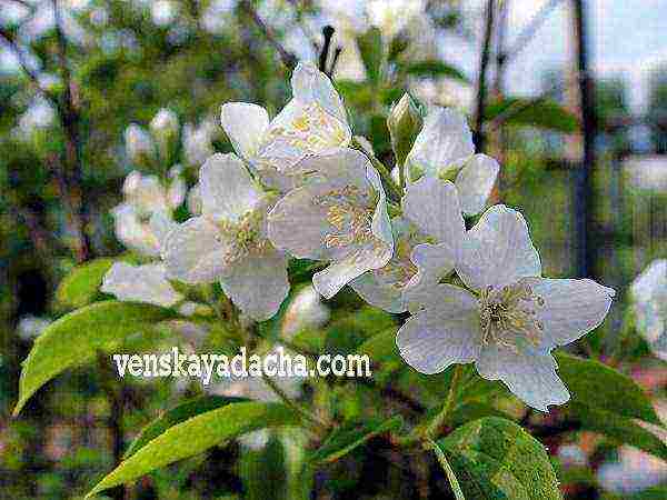 flowers for planting in June in open ground