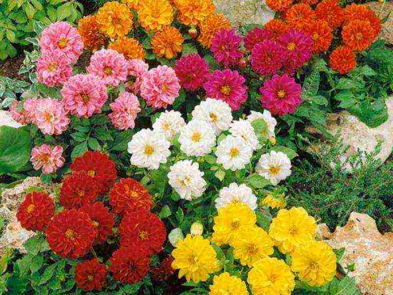 flowers for planting in open ground with seeds in spring