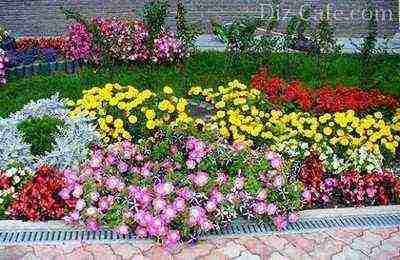 flowers for planting in open ground with seeds in spring