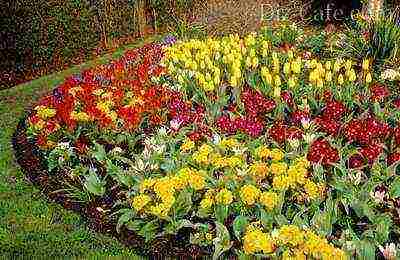 flowers for planting in open ground with seeds in spring