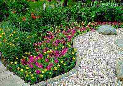 flowers for planting in open ground with seeds in spring