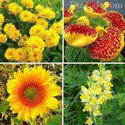 flowers for planting in open ground with seeds in spring