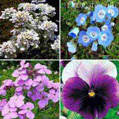 flowers for planting in open ground with seeds in spring