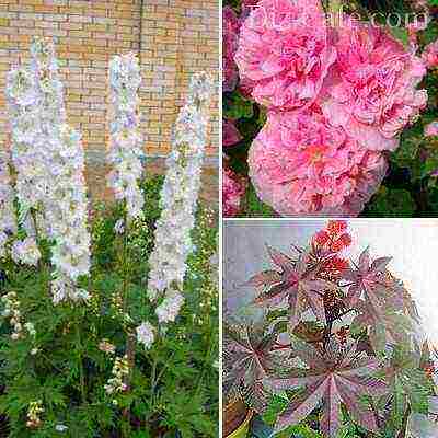 flowers for planting in open ground with seeds in spring