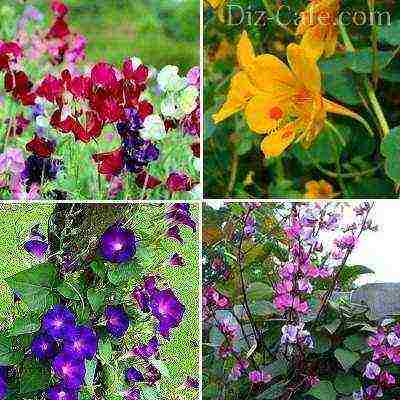 flowers for planting in open ground with seeds in spring