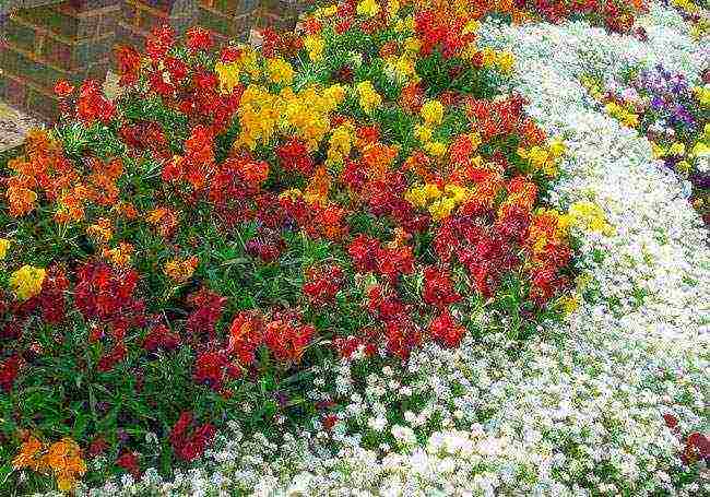 flowers for planting in open ground with seeds in spring