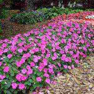 flowers for planting in open ground with seeds in spring