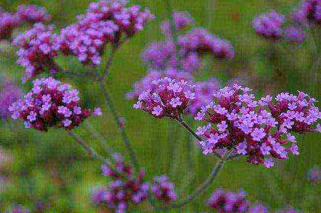 flowers for planting in open ground with seeds in spring