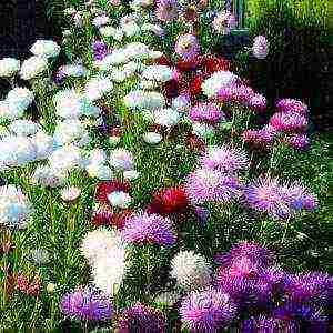 flowers for planting in open ground with seeds in spring