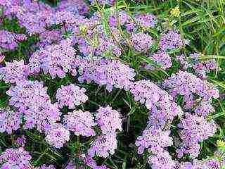 flowers for planting in open ground with seeds in spring