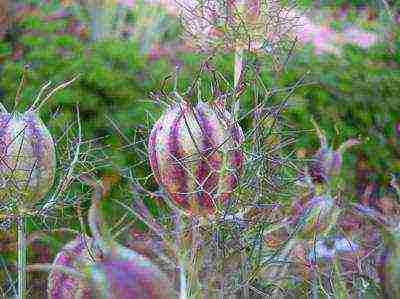 flowers for planting in open ground with seeds in spring