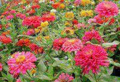 flowers for planting in open ground with seeds in spring