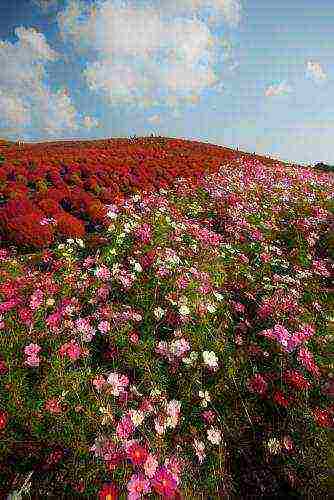 flowers for planting in open ground with seeds in spring