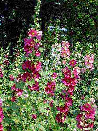 flowers for planting in open ground with seeds in spring