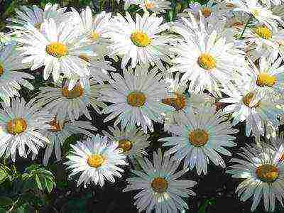 flowers for planting in open ground with seeds in spring