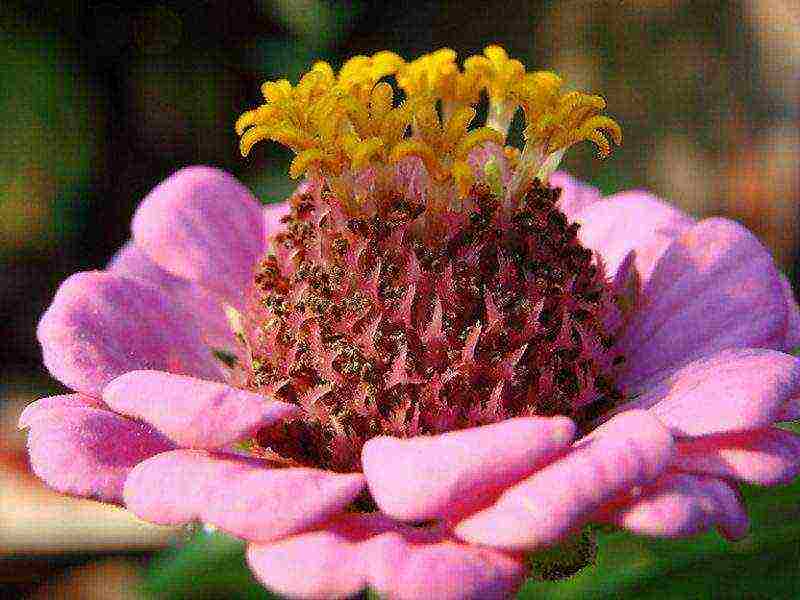 flowers for planting in open ground with seeds in spring