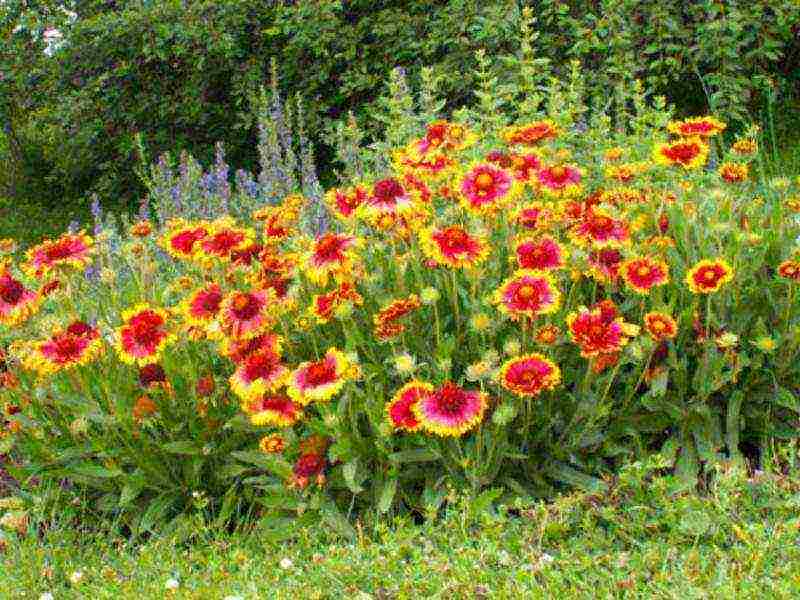 flowers for planting in open ground with seeds in spring